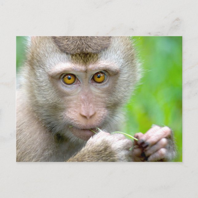 Carte Postale Visage de singe bébé (Devant)