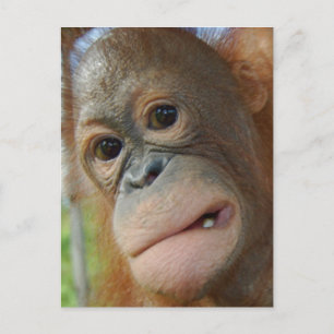Carte Postale Visage d'Orangoutan