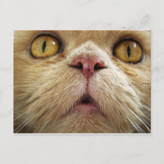 Carte Postale Visage du chat perse
