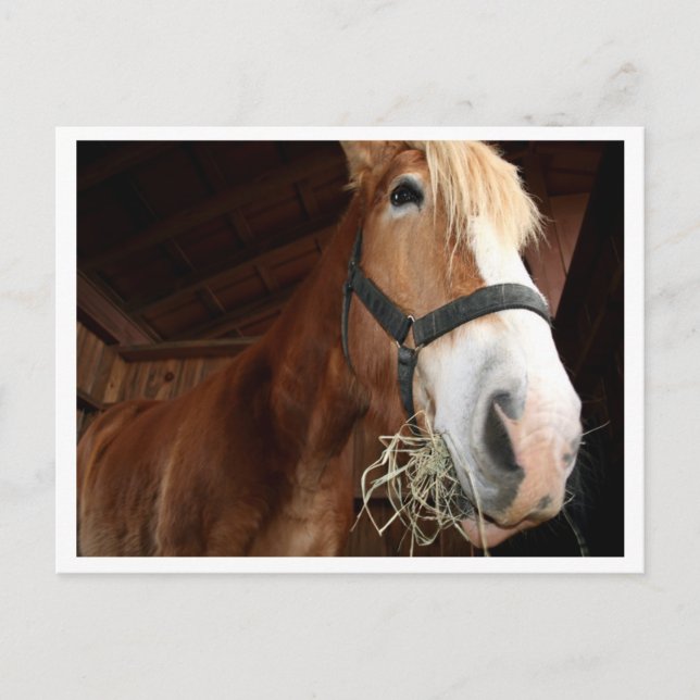 Carte Postale Visage du cheval (Devant)