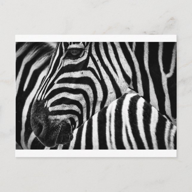Carte Postale Visage Zebra (Devant)