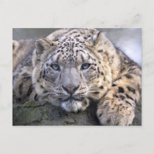 Carte postale Vishnu Snow Leopard