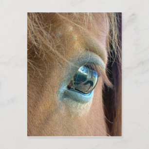 Carte Postale Vision du cheval