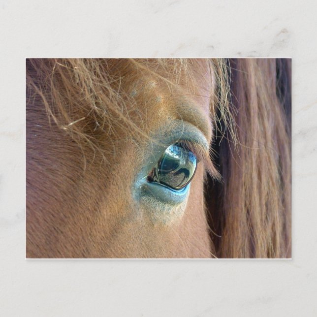Carte Postale Vision du cheval (Devant)