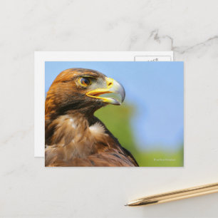 Carte Postale Vision d'un bel aigle d'or jeune