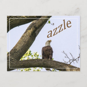 Carte Postale Visions de la vallée de Zazzle