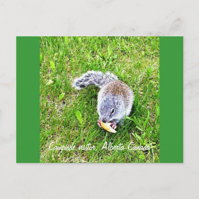 Carte Postale Visiteur du camping (Devant)