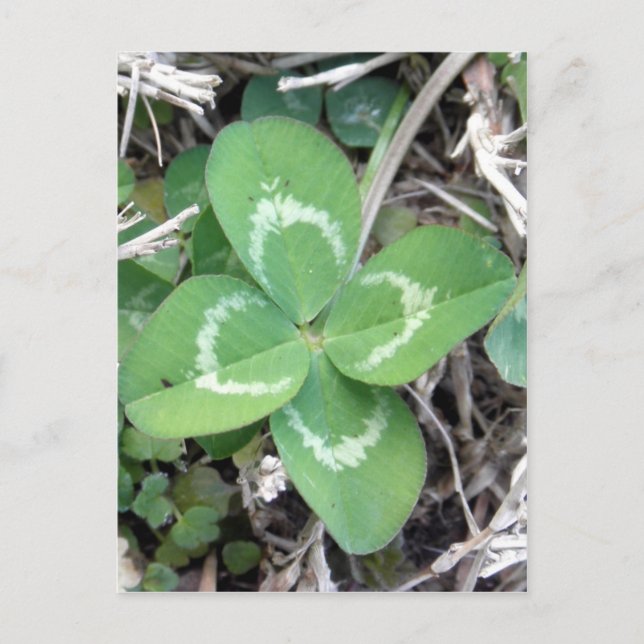 Carte Postale Vivez une vraie photo de trèfle à 4 feuilles (Devant)
