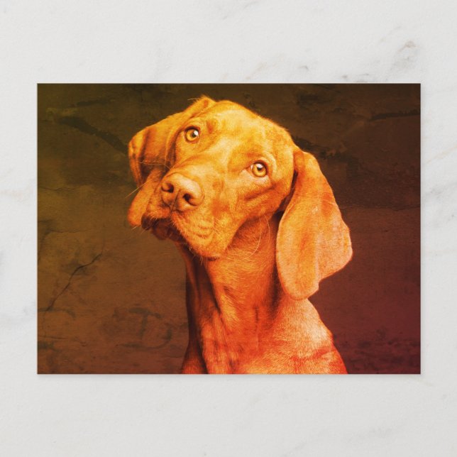 Carte Postale Vizsla (Devant)