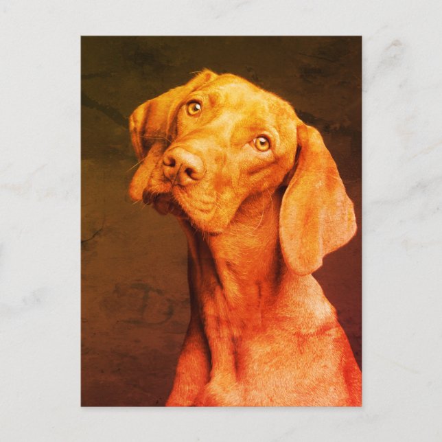 Carte Postale Vizsla (Devant)