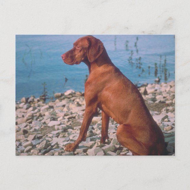 Carte Postale Vizsla (Devant)