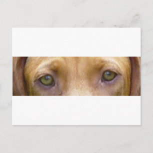 Carte Postale vizsla eyes.png