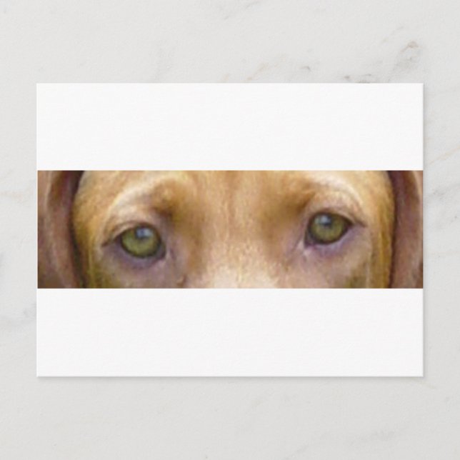 Carte Postale vizsla eyes.png (Devant)