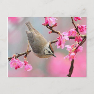 Carte Postale vogel