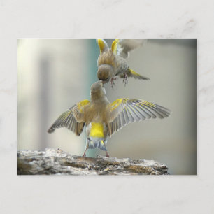 Carte Postale vogels