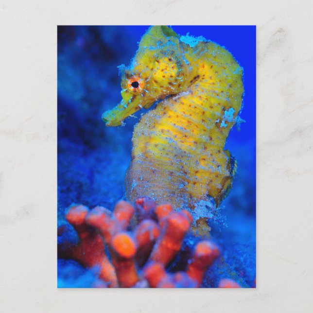 Carte Postale Voie maritime | Hippocampus (Devant)