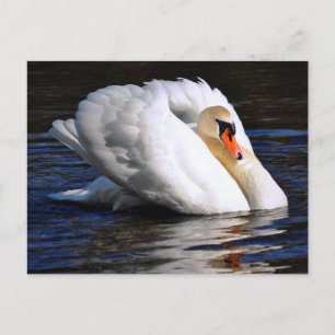 Carte Postale Voile des jeux de cygne