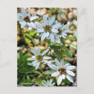 Carte Postale Voir le détail de l'établissement : ♥ キ 麗 ウ (高 薄 雪