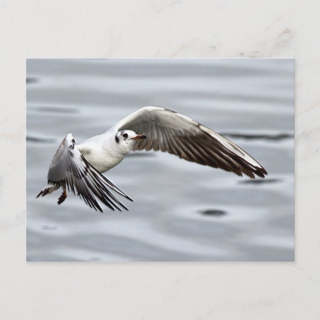Carte Postale Vol Avian de la Mouette (Devant)