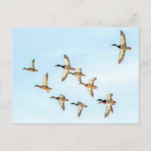 Carte Postale Vol de Mallards