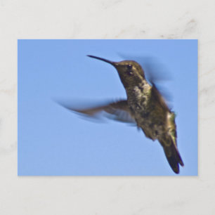 Carte Postale Vol du colibri