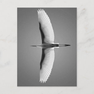 Carte Postale Vol oiseau grandes ailes