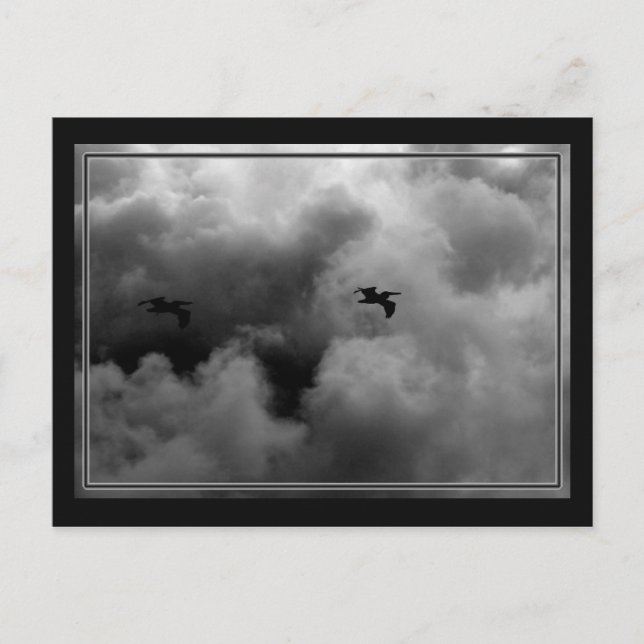 Carte Postale Vol Pélican (Devant)