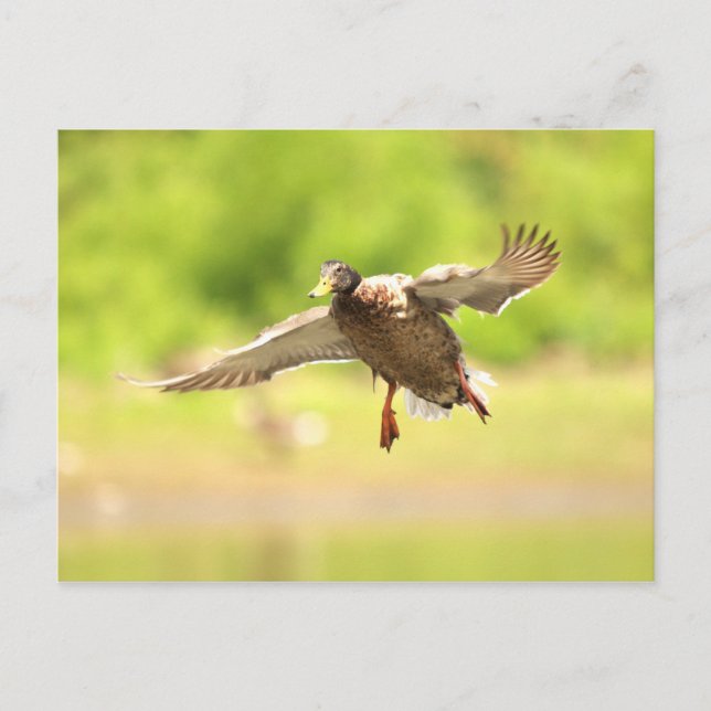 Carte Postale Vol pour (Devant)