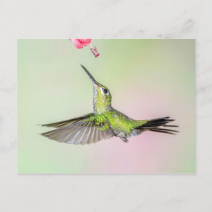 Carte Postale Volant de colibri brillant à tête verte