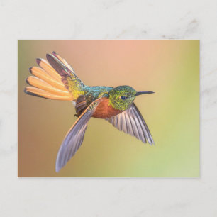 Carte Postale Volant de colibri coloré