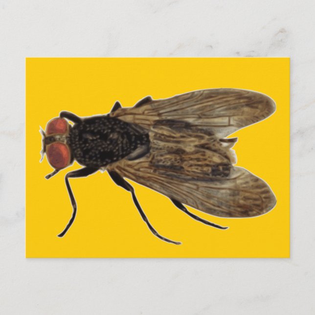 Carte Postale Voler (Devant)
