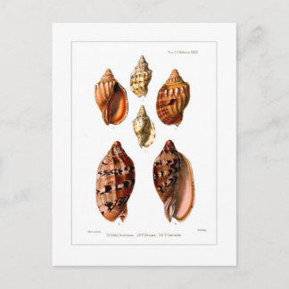 Carte Postale Voluta Shells