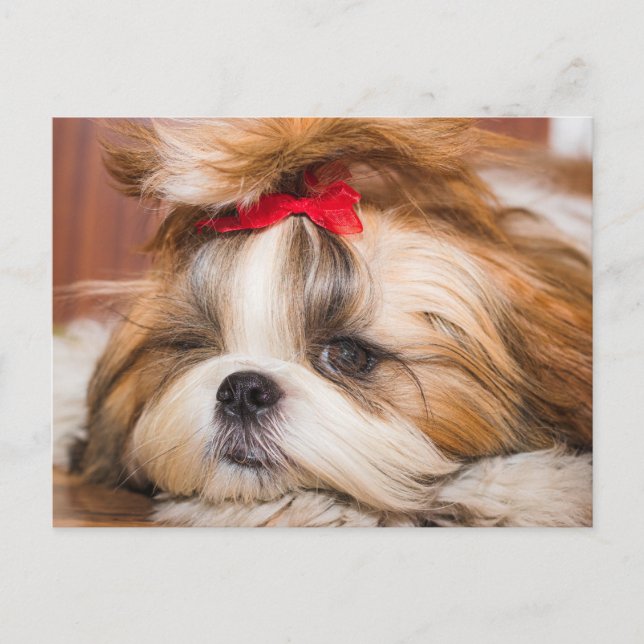 Carte Postale Votre chiot chien animal de compagnie photo person (Devant)
