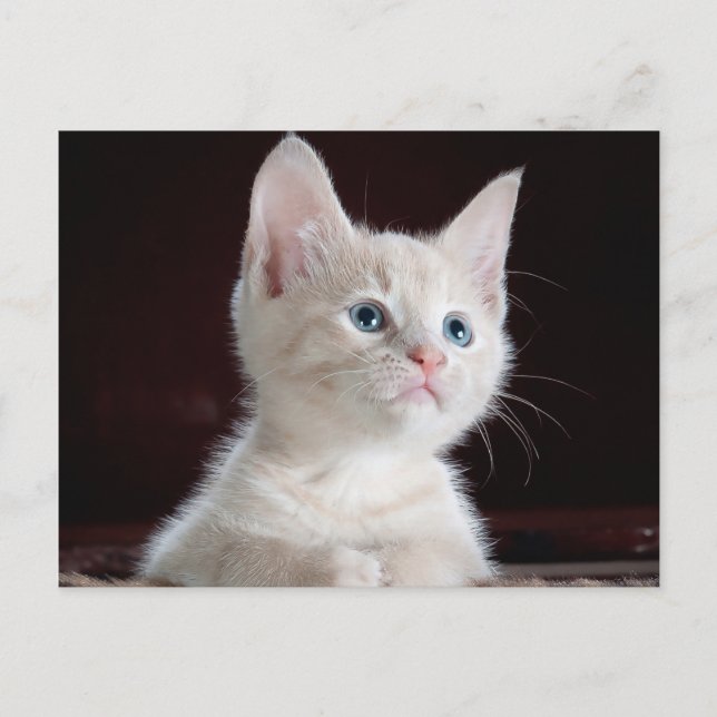 Carte Postale Votre photo personnalisée (Devant)