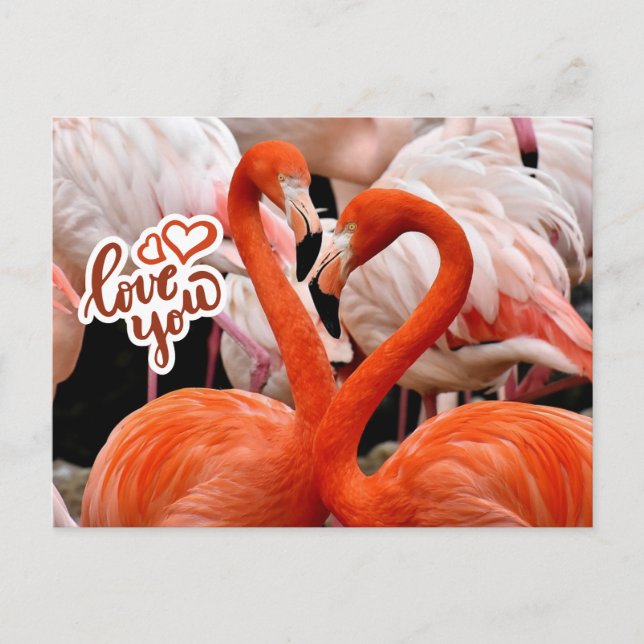 Carte Postale Vous Aimez Deux Beaux Oiseaux Flamants roses (Devant)