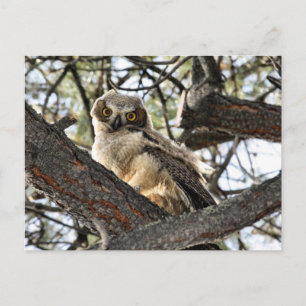 Carte Postale Vous Aimez Mes Yeux ? -Carte postale