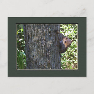 Carte Postale Vous avez des noix ? ? ?