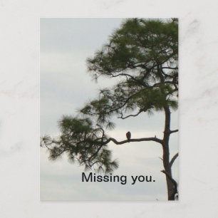 Carte Postale Vous avez oublié Osprey