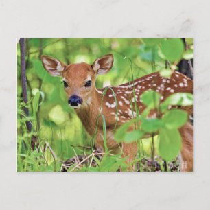 Carte Postale Vous êtes un cerf