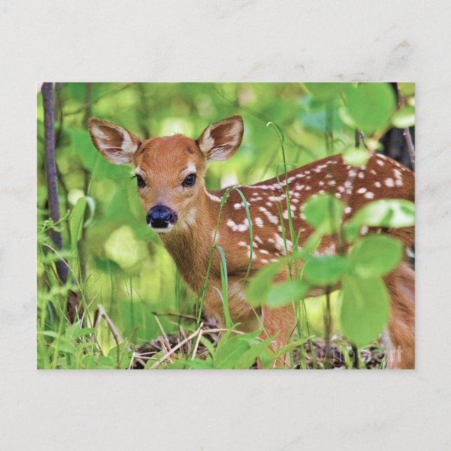 Carte Postale Vous êtes un cerf (Devant)