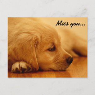 Carte Postale Vous manquez ! Chiot Golden Retriever