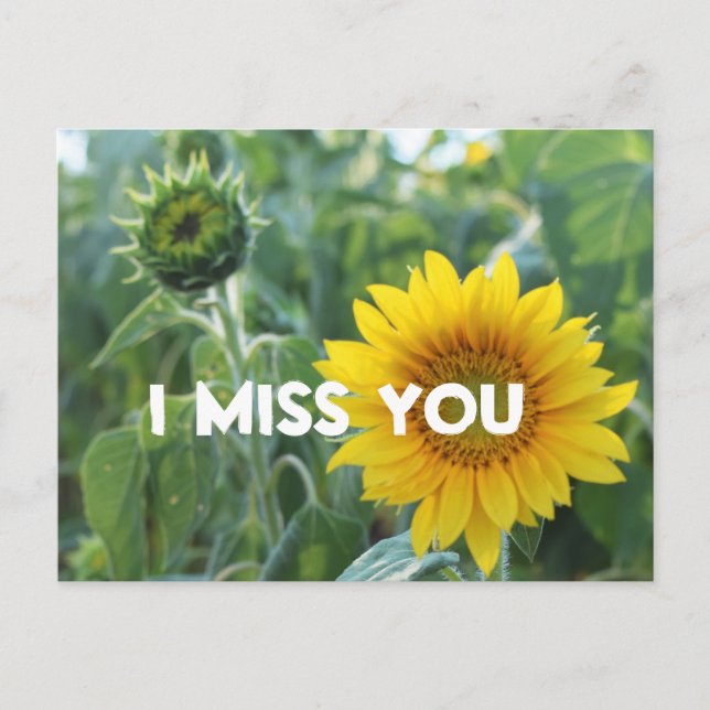 Carte Postale Vous Me Manquez Photo Yellow Sunflower Bud Texte P (Devant)