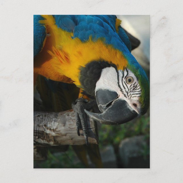 Carte Postale Vous Regarder Ici (Devant)