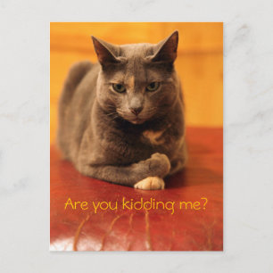 Carte Postale Vous vous moquez de moi ?