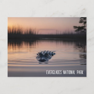 Carte Postale Voyage Alligator Everglades Floride