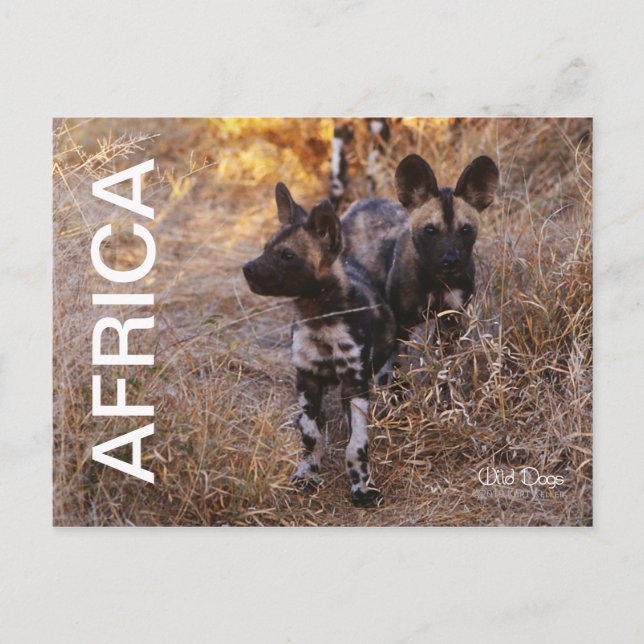 Carte postale Voyage Chiens sauvages d'Afrique (Devant)