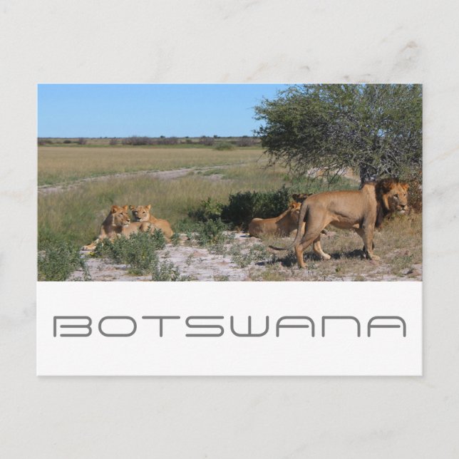 Carte Postale Voyage dans la savane des lions du Kalahari centra (Devant)