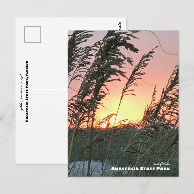 Carte Postale Voyage | Floride - Anastasia Sea Oat Sunset (Devant / Derrière)