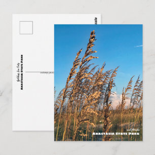 Carte Postale Voyage   Floride - Anastasia State Park Sea Oats