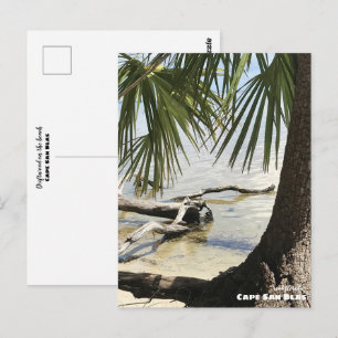 Carte Postale Voyage   Floride - Cape San Blas Driftwood